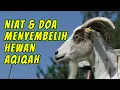 Lagu Niat dan Doa Menyembelih Hewan Aqiqah Sesuai Sunnah