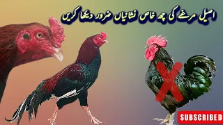 aseel murga ki pehchan how to identify pure aseel 6 signe