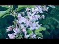 AK & Misc Inc - Nightingale