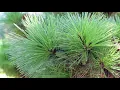 Thunderhead Japanese black pine Pinus thunbergii Thunderhead - Plant Identification
