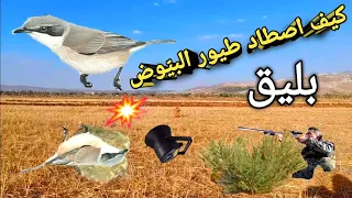 كيف اصطاد طيور البي وض او ابو بليق 2022 How To Hunt AlBayoud Birds Or Abo Blek 