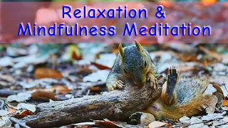Meditation With Cute Playful Squirrels