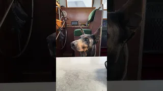 #fyp #dream #pets #doberman #vlog