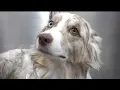 The incredible Australian Shepherd One of my favourite clients