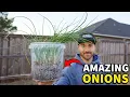 This Is The BEST Way To Grow Onions