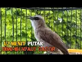 Lagu Trucuk BETINA memanggil Jantan Suara Birahi Ngecuplik 100% pancingan trucukan gacor agar BUNYI EMOSI