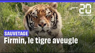 Sauvetage : Firmin, le tigre sans yeux opéré avec succès