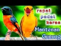 Download Lagu rapat padat dan keras tembakan mantenan gunung ampuh untuk pancingan dan masteran.