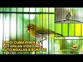 Lagu Terapi PLECI‼️Ahlinya bikin PLECI gacor ngalas \u0026 buka paruh🔥Pancingan pleci bahan ombyokan