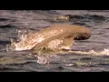 Download Lagu Facts: The Irrawaddy Dolphin