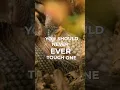 This is why you should never touch an armadillo
