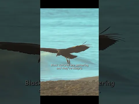 They worked together to overcome the challenges of life #shortvideo #wildlife #animals
