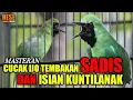 Download Lagu cucak ijo tembakan sadis dan isian kuntilanak