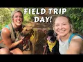 Shelter Dog Field Trip Day Kaua i Humane Society Field Trip Program - How It Works