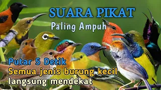 suara pikat semua jenis burung kecil paling ampuh 