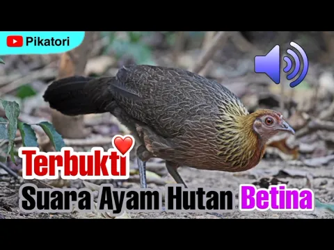 Download MP3 Suara Ayam Hutan Betina | 100% Dapat?