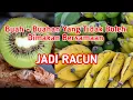 Download Lagu Buah Yang Tidak Boleh Dimakan Bersamaan