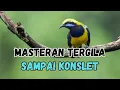 Download Lagu MASTERAN TERGILA SAMPAI KONSLET || CUCAK CUNGKOK TEMBAKAN BRUTAL MUNTAH MATERI