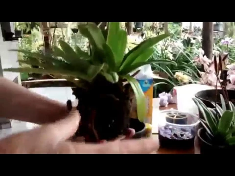 COMO PLANTAR ORQUIDEA SAPATINHO / MELHORES DICAS