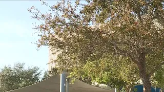 Allergies are in full bloom pollen count on the rise