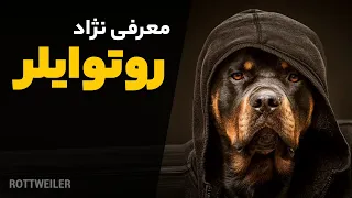 معرفی سگ روتوایلر   همه چیز درباره نژاد روتوایلر دندنها