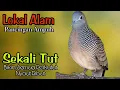 Download Lagu SUARA PERKUTUT LOKAL PANCINGAN SUPER AMPUH SEKALI PUTAR SEMUA LANGSUNG NYAUT GACOR