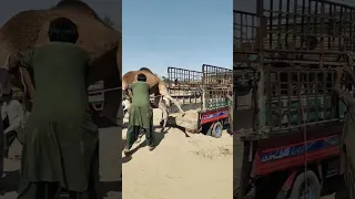 الع م ال ي حم لون الجمل بصعوبة على السيارة وسط الرمال الساخنة  الع م ال ي حم لون الجمل بصعوبة على السيارة وسط الرمال الساخنة