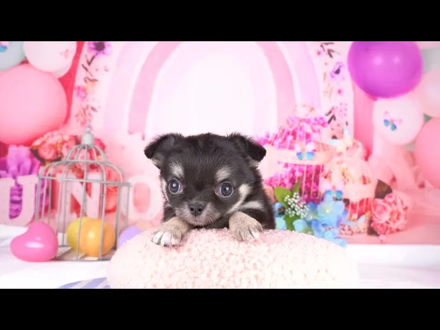 動画