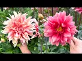 Download Lagu My Dahlia Collection! Garden Update