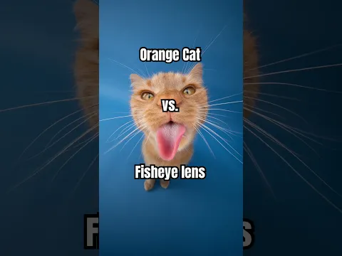 Orange cat vs. 10mm 📸🍊 #orangecat #funnycats #catphotography #cats #catphotoshoot