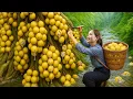 Download Lagu BREAKING! Women Harvesting Golden Bòn Bon by the Stream - The Asian Cherry Sold at the Market