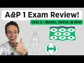 Anatomy Physiology Unit 2 Review Bones Joints Skin Integument