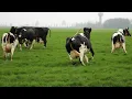 HAPPY COWS DANCING RUNNING SKIPPING OUT AND JUMPING IN THE FIELD