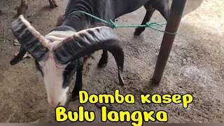 garut sheep with rare wool andir bayongbong market garut