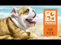 Petland Fort Myers FL Has Your Furry BFF