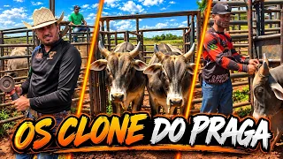     O SEGREDO POR TRÁS DOS BOIS QUE PARECEM O PRAGA DE SOGRA