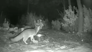 Bobcat Takes Fox by Surprise - Beware