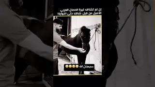 شاهد غيرة الحصان العربي الاصيل     اكسبلور  العاب  ترند  سناب  ضحك                        دندنها