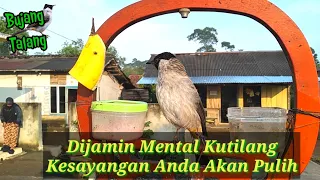 Download cara top cer kembalikan mental kutilang yang pernah K.O MP3