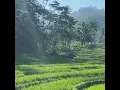 Download Lagu #Terasering _kampung cisalak 🍃🌿