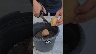 زراعة البطاطس في دقيقة زراعة الأسطح اكسبلور فلسطين اشجار Garden سماد 