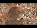 Planting more of my Lowes Clearance plants in the backyard garden Ligustrum