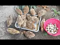 Download Lagu panen telur puyuh di aviary mini 58 - ternak burung puyuh umbaran