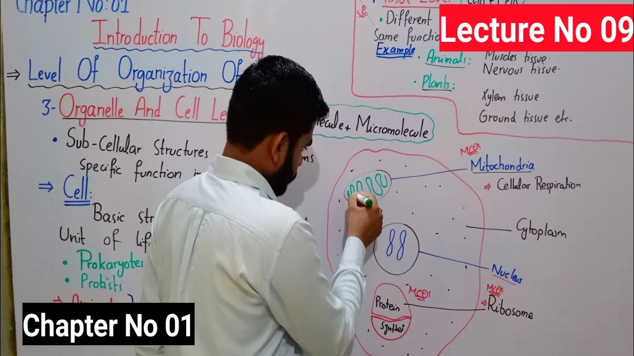 Organelle And Cell Level In Biology 9th || Level Of Organization In Urdu || Lec# No 08 | Ch# No 01