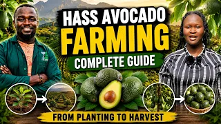 How to Grow Hass Avocados & Make MILLIONS From Planting to Harvest