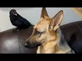 Download Lagu Crow insists this dog is his mom