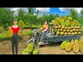 Download Lagu Rewind Timelapse: Use 3-Wheeled Vehicle to Harvest 1000KG Jackfruit Goes to Market Sell