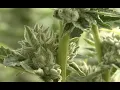 Inside central Virginia s largest marijuana facility