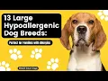 Top 13 Large Hypoallergenic Dog Breeds Perfect for Families with Allergies