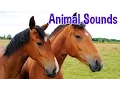 Download Lagu Animal Sounds for Children (20 Amazing Animals)